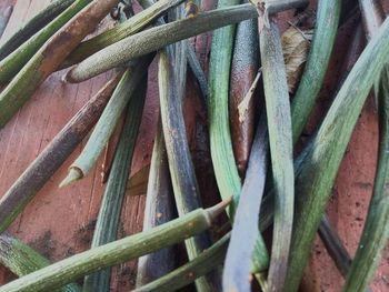 Close-up view of leaves