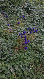 Close up of purple flowers