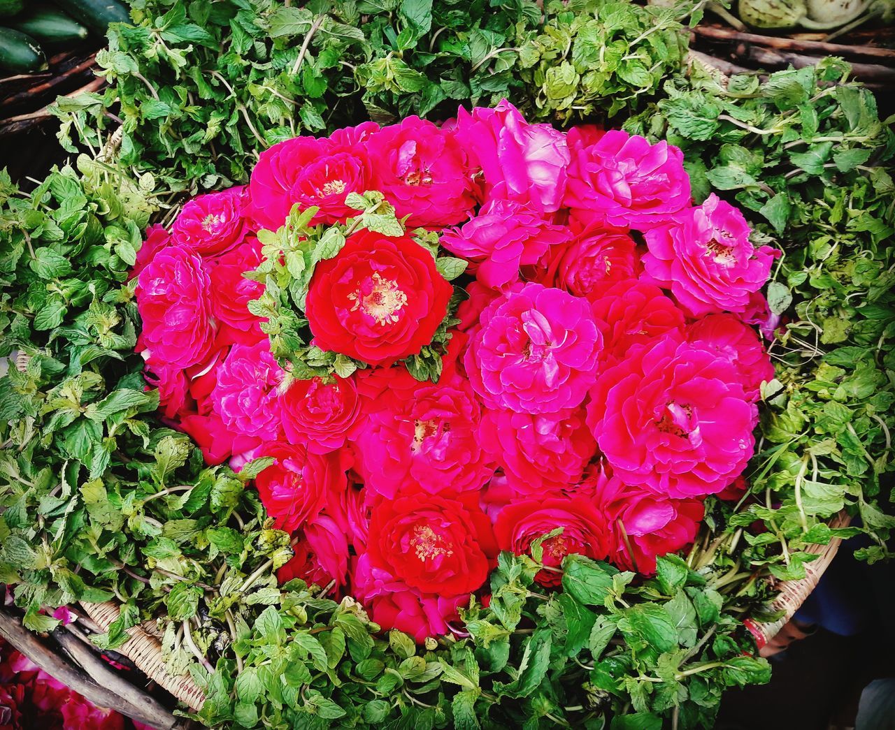 flower, freshness, petal, growth, fragility, high angle view, beauty in nature, plant, flower head, leaf, rose - flower, nature, pink color, red, close-up, blooming, drop, green color, wet, in bloom