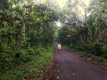 Rear view of man walking with dog on trees