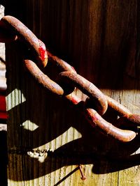 Close-up of lizard on rusty wood
