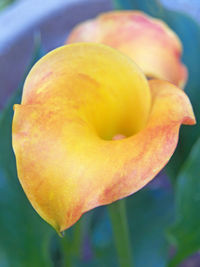 Close-up of yellow rose flower