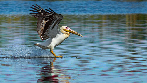 Full length of great white pelican over lake