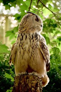 Close-up of owl perching on branch