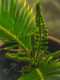 Close-up of green leaves on plant