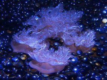 Close-up of jellyfish swimming in sea