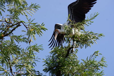 Low angle view of bird flying against sky