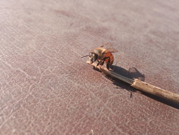 High angle view of bee