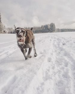 Dog on snow covered landscape against sky