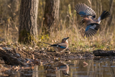 View of birds flying over water