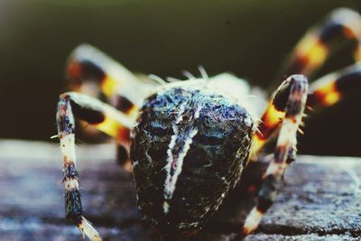 Close-up of spider