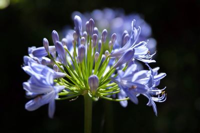 Close-up of purple agapanthus  flowers blooming outdoors