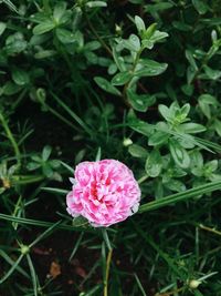 Close-up of pink flowering plant on field