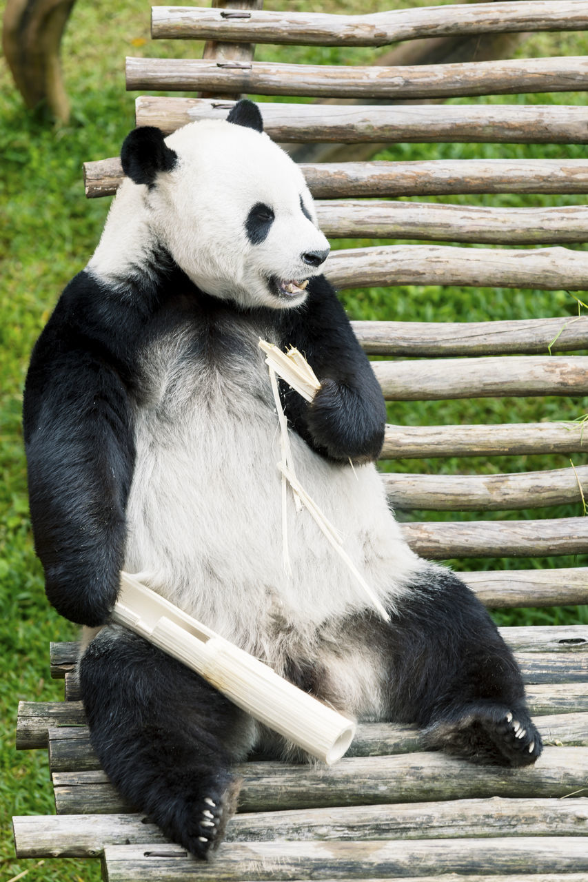 CLOSE-UP OF ANIMAL EATING OUTDOORS