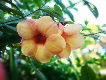 Close-up of flower blooming on tree