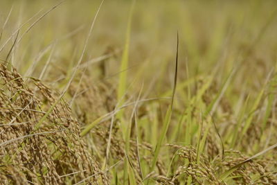 Close-up of wheat field