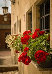 Close-up of red flower pot on plant against building