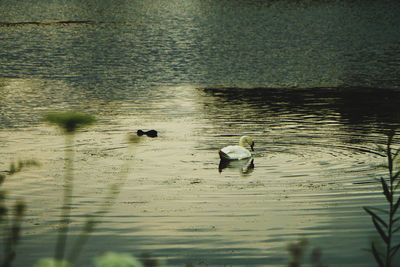 Ducks swimming in lake