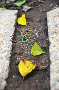 High angle view of yellow leaf