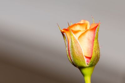 Close-up of rose bud against white background
