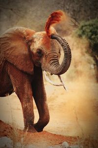 Elephant standing outdoors