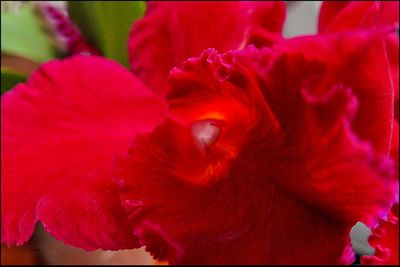 Close-up of red flower