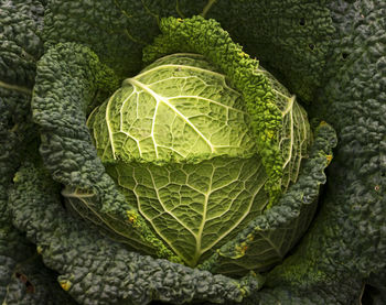 Full frame shot of cabbage