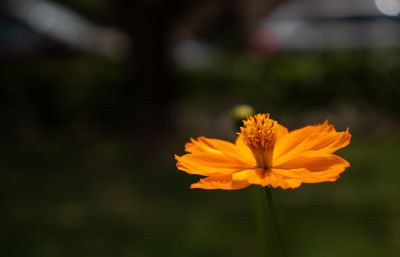 Close-up of orange flower growing in field