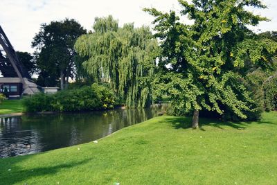 View of trees in park