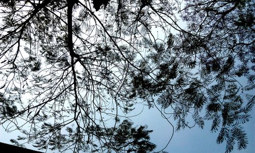 Low angle view of trees against sky