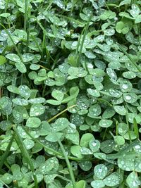 Full frame shot of raindrops on leaves