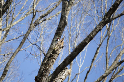 Low angle view of bird perching on bare tree