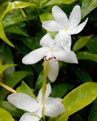 Close-up of white flowers blooming outdoors