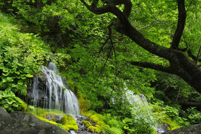 Scenic view of waterfall