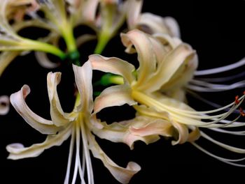 Close-up of yellow flowers against black background