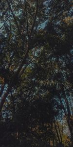 Low angle view of trees in forest