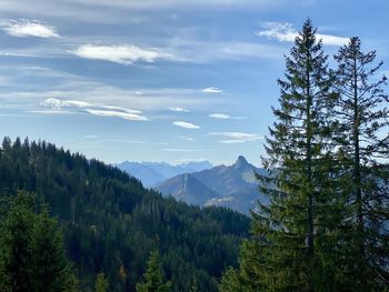 Pine trees in forest against sky