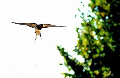 Low angle view of bird flying