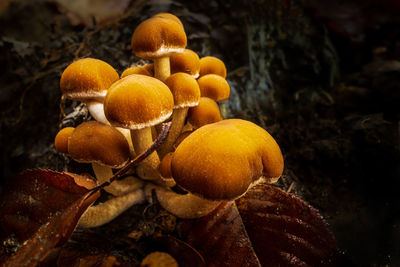 Close-up of mushrooms growing on tree