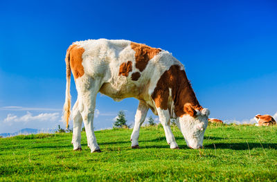 Low angle view of cow grazing on field against clear blue sky