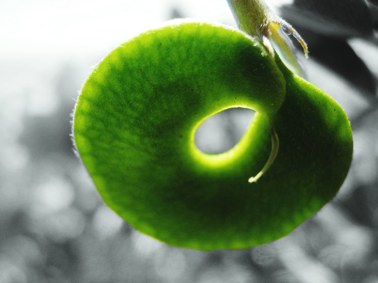 green color, close-up, green, fruit, focus on foreground, single object, yellow, no people, still life, nature, selective focus, outdoors, day, studio shot, freshness, natural pattern, circle, hole, healthy eating