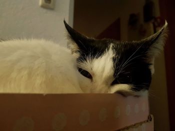 Close-up portrait of cat at home