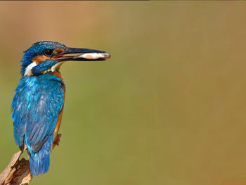 Close-up of bird perching on branch