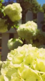 Close-up of yellow flowers