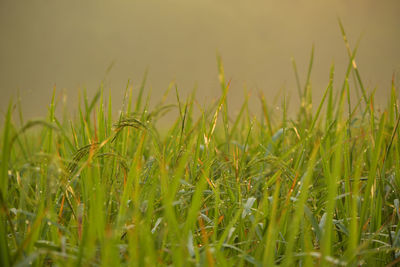 Close-up of crops growing on field