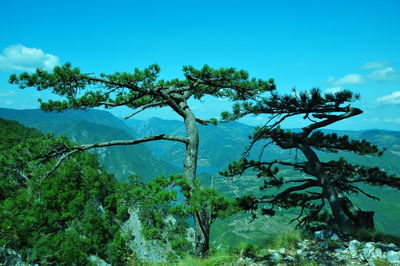 Trees growing in forest against sky