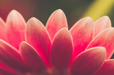 Close-up of pink flower