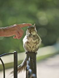 Close-up of squirrel on hand