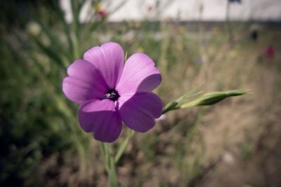 Close-up of purple flowering plant