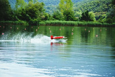 Swan floating on lake